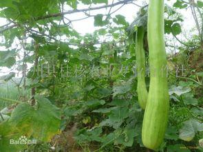 砍瓜怎么吃视频,视频教你轻松美味享受