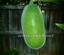 砍瓜怎么吃视频,视频教你轻松美味享受