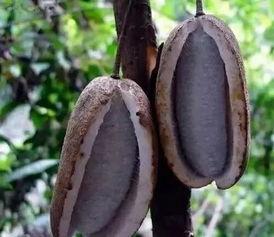 八月瓜吃货视频大全播放,视频大全播放量揭秘