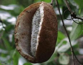 八月瓜吃货视频大全播放,视频大全播放量揭秘