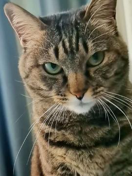 开心吃瓜小猫咪视频,小猫咪的欢乐“瓜”时光