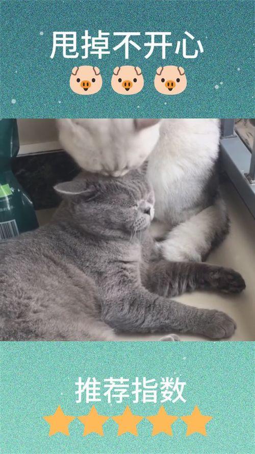 开心吃瓜小猫咪视频,小猫咪的欢乐“瓜”时光