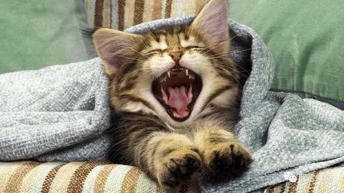 开心吃瓜小猫咪视频,小猫咪的欢乐“瓜”时光