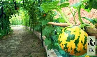 画饼吃瓜摸鱼视频下载安装,画饼吃瓜、摸鱼视频下载安装全攻略