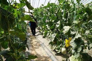 曹县翰林院吃瓜视频