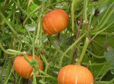 老美吃瓜视频大全集下载