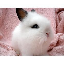 宠物兔吃瓜视频大全下载,萌态百出视频大全下载