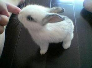 宠物兔吃瓜视频大全下载,萌态百出视频大全下载