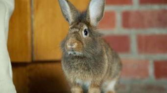 宠物兔吃瓜视频大全下载,萌态百出视频大全下载