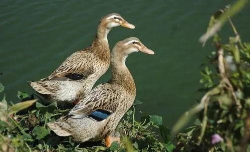 柯尔鸭吃瓜视频大全,萌态十足！