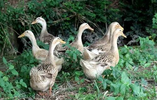 柯尔鸭吃瓜视频大全,萌态十足！