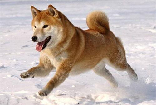 吃瓜柴犬动漫视频大全集