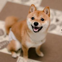 吃瓜柴犬动漫视频大全集