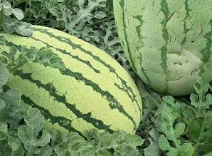 如何阻止吃瓜视频传播呢,有效遏制“吃瓜视频”传播的策略解析