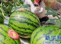 如何阻止吃瓜视频传播呢,有效遏制“吃瓜视频”传播的策略解析