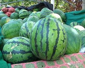 如何阻止吃瓜视频传播呢,有效遏制“吃瓜视频”传播的策略解析