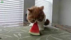 蓝瓜怎么给狗吃最好吃视频,狗狗最爱吃的美食制作方法