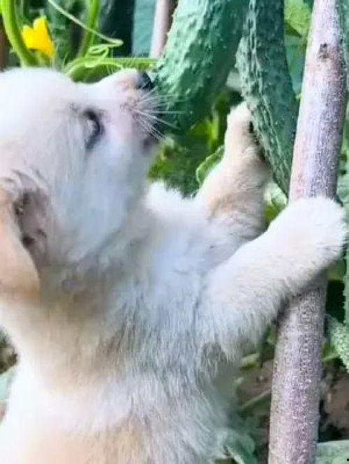 蓝瓜怎么给狗吃最好吃视频,狗狗最爱吃的美食制作方法