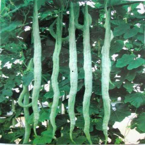 蛇瓜能留种子吃吗视频,揭秘留种与食用的奥秘