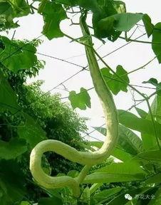 蛇瓜能留种子吃吗视频,揭秘留种与食用的奥秘