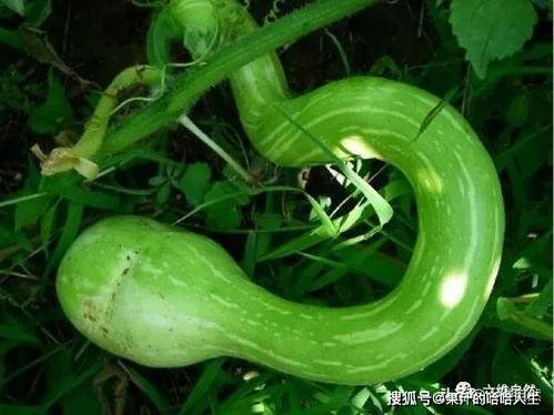 蛇瓜能留种子吃吗视频,揭秘留种与食用的奥秘