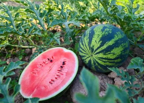 河南鹤壁吃瓜视频,揭秘当地特色美食背后的故事