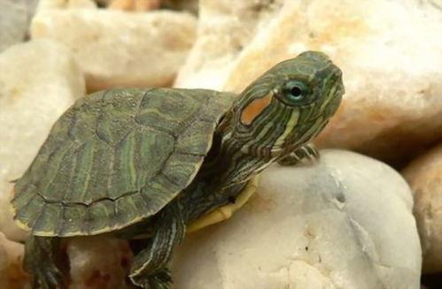 巴西龟吃瓜最快视频,谁是瓜界“吃瓜王”