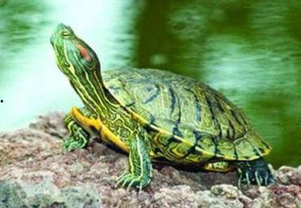 巴西龟吃瓜最快视频,谁是瓜界“吃瓜王”