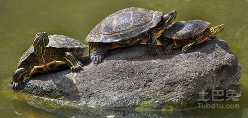 巴西龟吃瓜最快视频,谁是瓜界“吃瓜王”