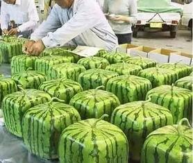 宁夏固原吃瓜事件视频,一场引发热议的网络视频风波