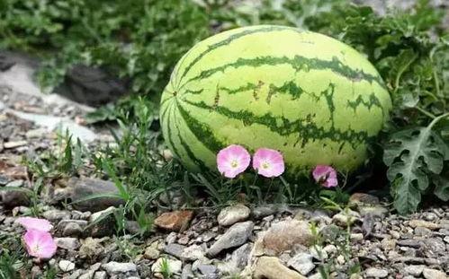 宁夏固原吃瓜事件视频,一场引发热议的网络视频风波