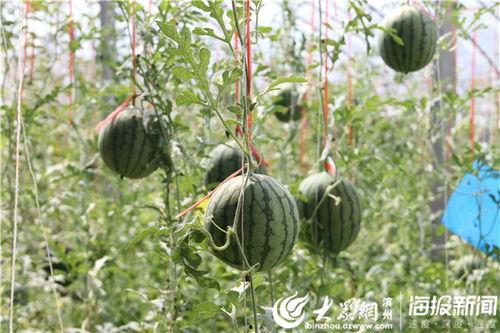 临沂沂水吃瓜事件视频最新,一场引发热议的网络视频风波