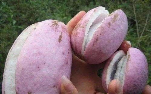 八月瓜怎么做吃的视频教程,轻松学会的养生佳肴教程