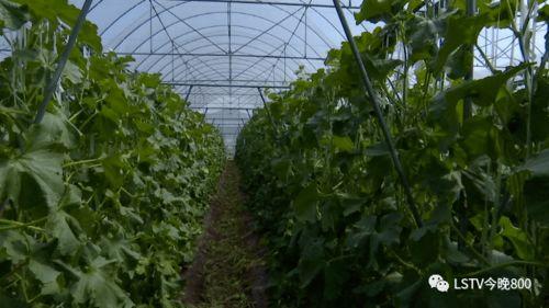 西昌市吃瓜视频,揭秘当地美食文化盛宴