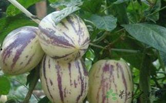 吃茄瓜的视频在线观看