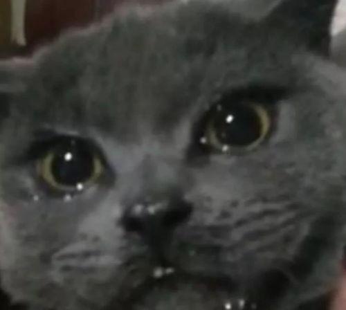 喵咪可以吃蜜瓜吗视频讲解,猫咪能否享受甜蜜美味？