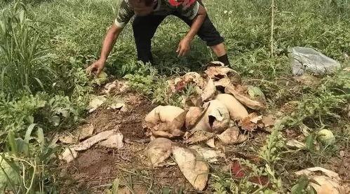 固原吃瓜事件视频最新,视频揭露惊人真相，网友热议不断