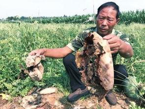 固原吃瓜事件视频最新,视频揭露惊人真相，网友热议不断