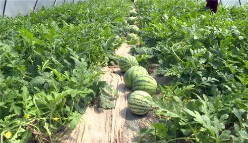 富宁吃瓜事件最新消息视频