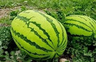 富宁吃瓜事件最新消息视频