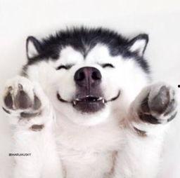 沙雕吃瓜群众素材视频,揭秘网络素材视频中的欢乐与争议