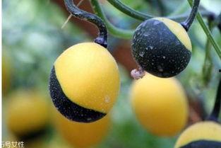 吊瓜怎么吃的啊视频教学,视频教程详解