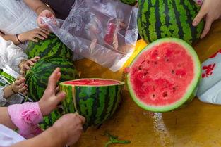 关于吃瓜的创新视频,创意视频带你领略趣味食趣