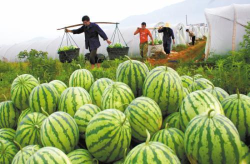 北京朝阳大妈吃瓜视频,街头热辣瞬间，揭秘社区生活百态