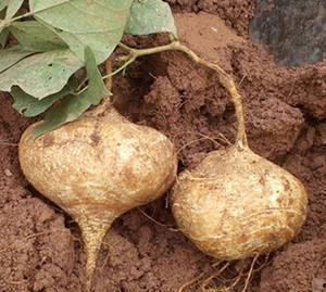 土瓜会不会吃胖呢视频教程,揭秘土瓜热量与增胖关系