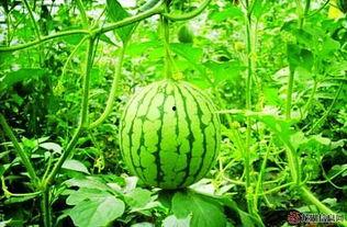 土瓜会不会吃胖呢视频教程,揭秘土瓜热量与增胖关系