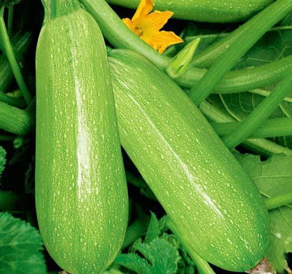 土瓜会不会吃胖呢视频教程,揭秘土瓜热量与增胖关系