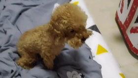 泰迪柯基吃瓜视频,萌态十足，网友直呼可爱爆表！