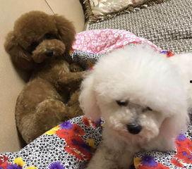 泰迪柯基吃瓜视频,萌态十足，网友直呼可爱爆表！