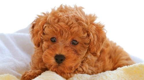 泰迪柯基吃瓜视频,萌态十足，网友直呼可爱爆表！